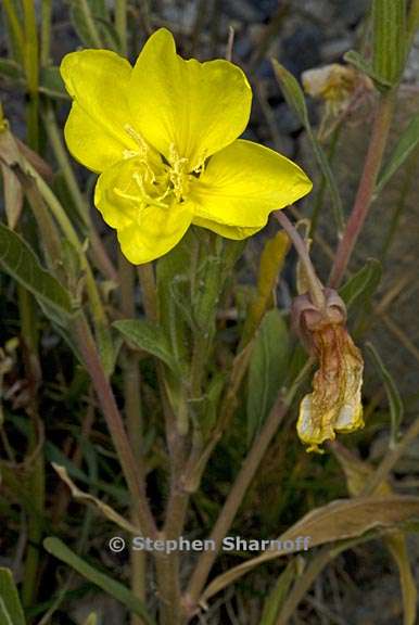 oenothera elata ssp hirsutissima 11 graphic